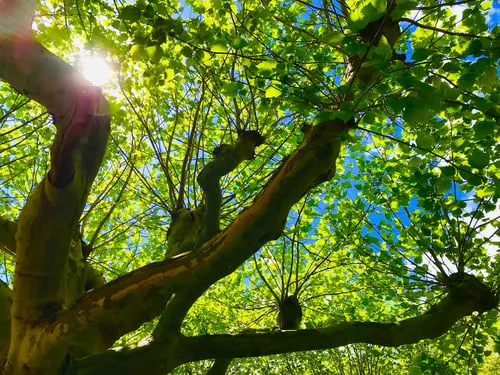 Sonnenlicht durch leuchtend gr&uuml;ne Bl&auml;tter eines Baumes