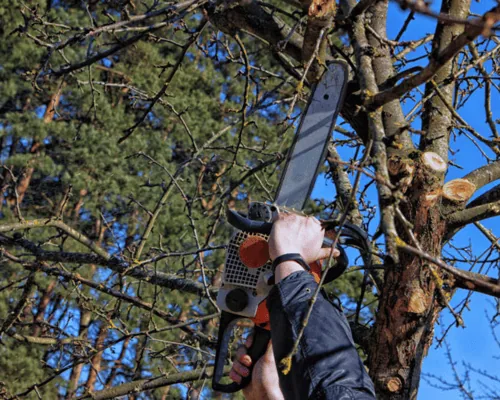 H&auml;nde mit Kettens&auml;ge schneiden &Auml;ste eines Baumes