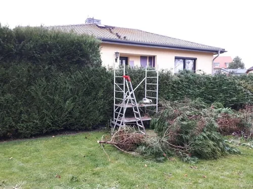 Ger&uuml;st vor einer hohen gr&uuml;nen Hecke mit Schnittgut auf dem Rasen