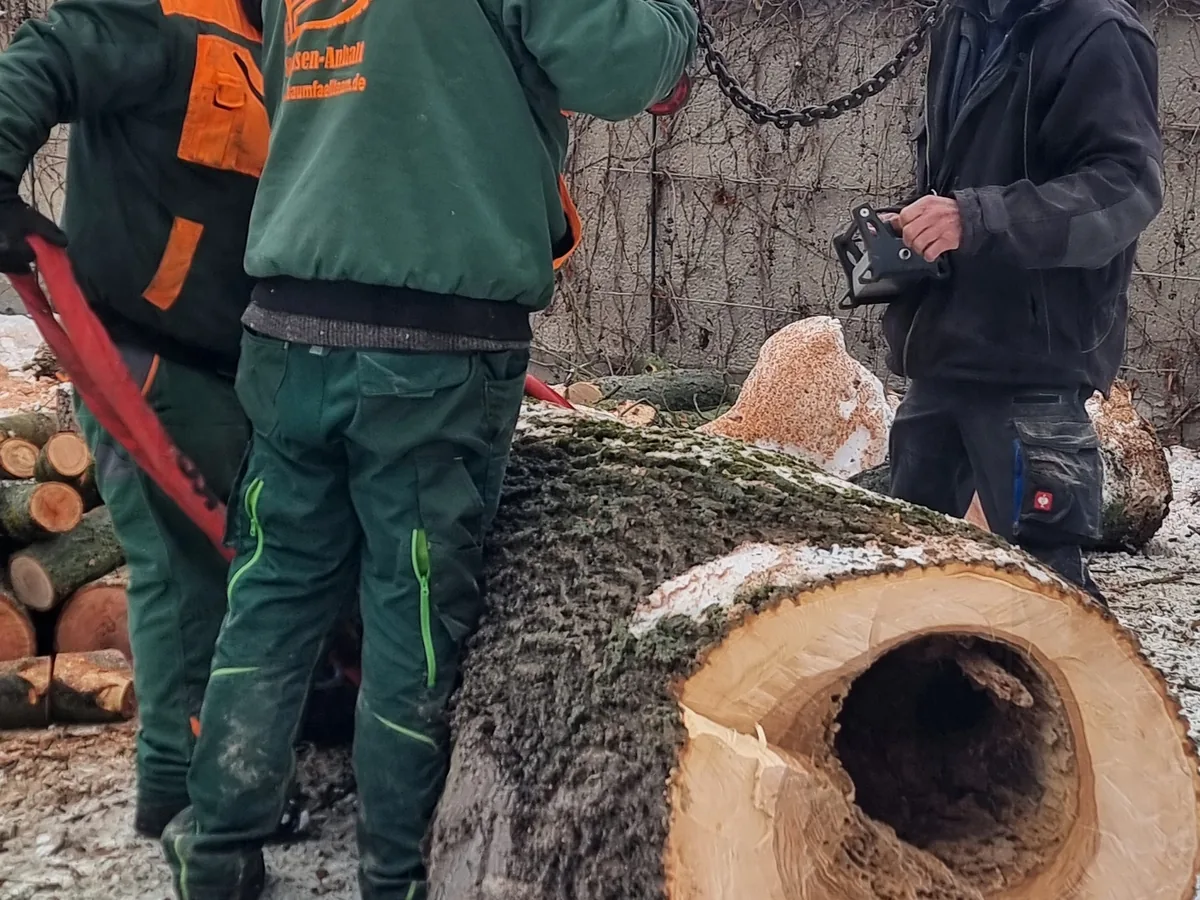 Notf&auml;llung im Winter, Erle mit innerer F&auml;ulnis