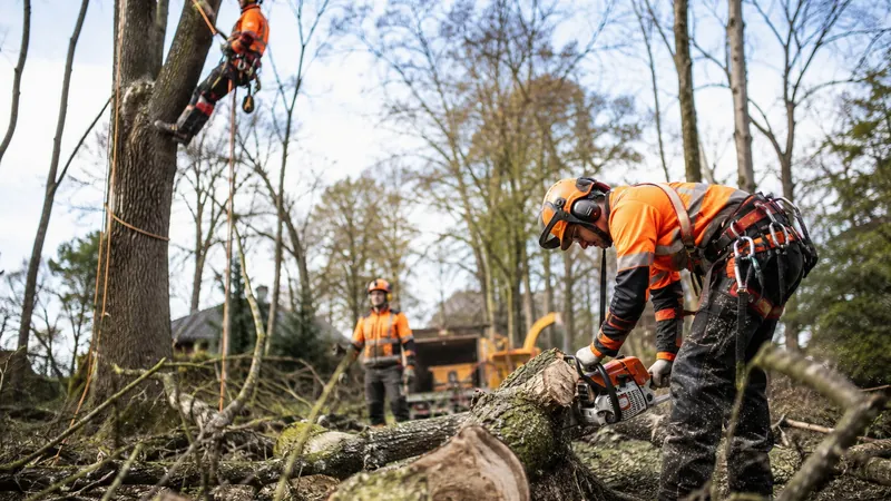 Baumfaellteam mit Seilklettertechnik und Haecksler