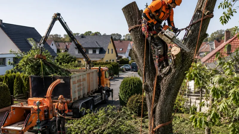 Baumfaellung in einem Wohngebiet