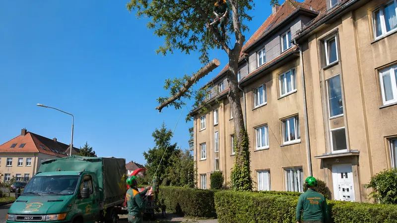 Baumkletterer bei Baumarbeiten an einem Stadthaus